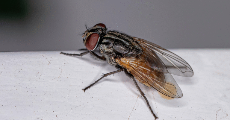 Mouche dans la maison signification : causes, symbolique et spiritualité mouche dans la maison signification