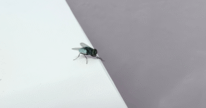 mouche dans la maison signification