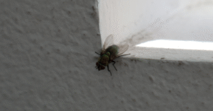 mouche dans la maison signification