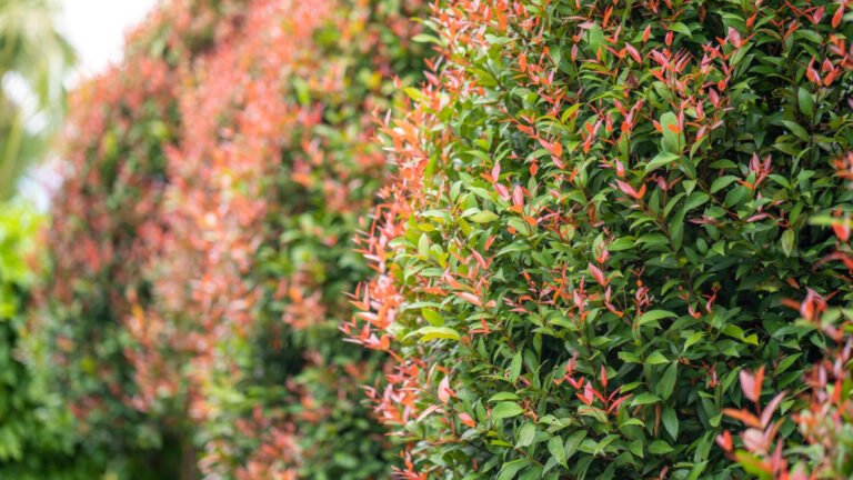 Pourquoi choisir un photinia red robin pour sa haie ? Pourquoi choisir un photinia red robin pour sa haie ?