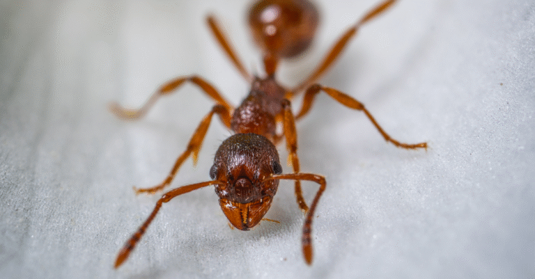 Comment se débarrasser des fourmis dans une maison ? Les solutions efficaces comment se débarrasser des fourmis dans une maison