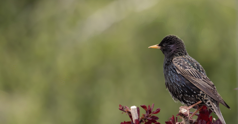 Étourneau dans le jardin : identification, comportement et cohabitation Étourneau dans le jardin