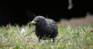 Étourneau dans le jardin