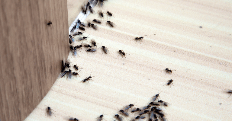 fourmis dans la maison signification