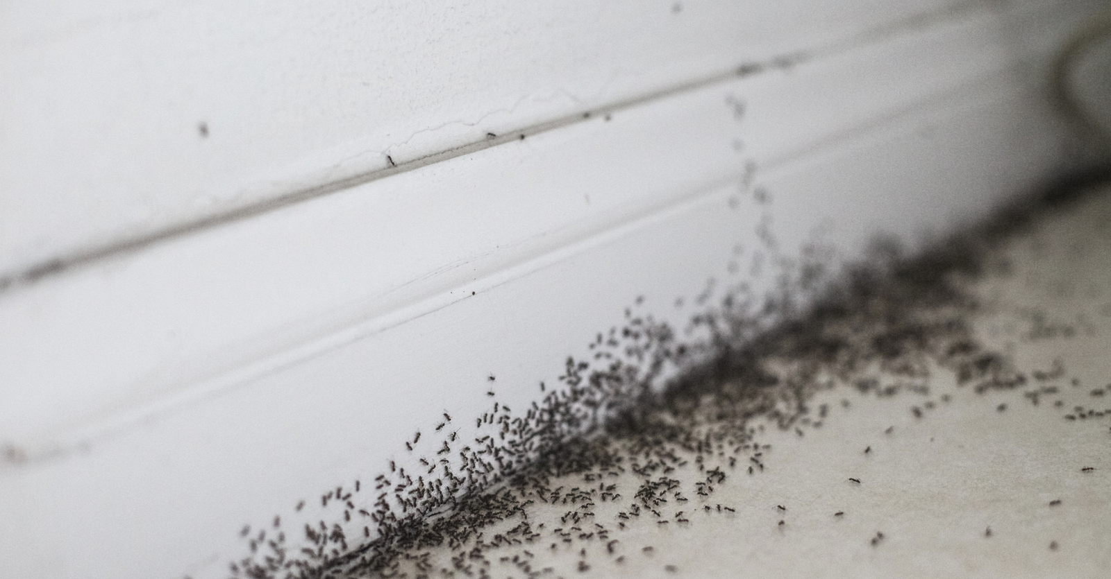 fourmis dans la maison signification