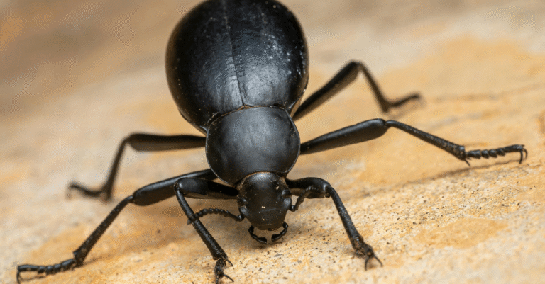 Insecte noir dans la maison : comment l’identifier et s’en débarrasser ? insecte noir dans la maison