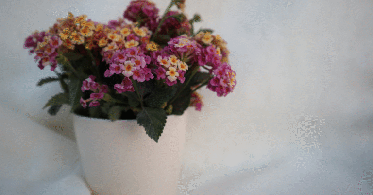 Lantana en pot
